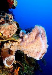 Roatan, Honduras. by Shawn Jackson 